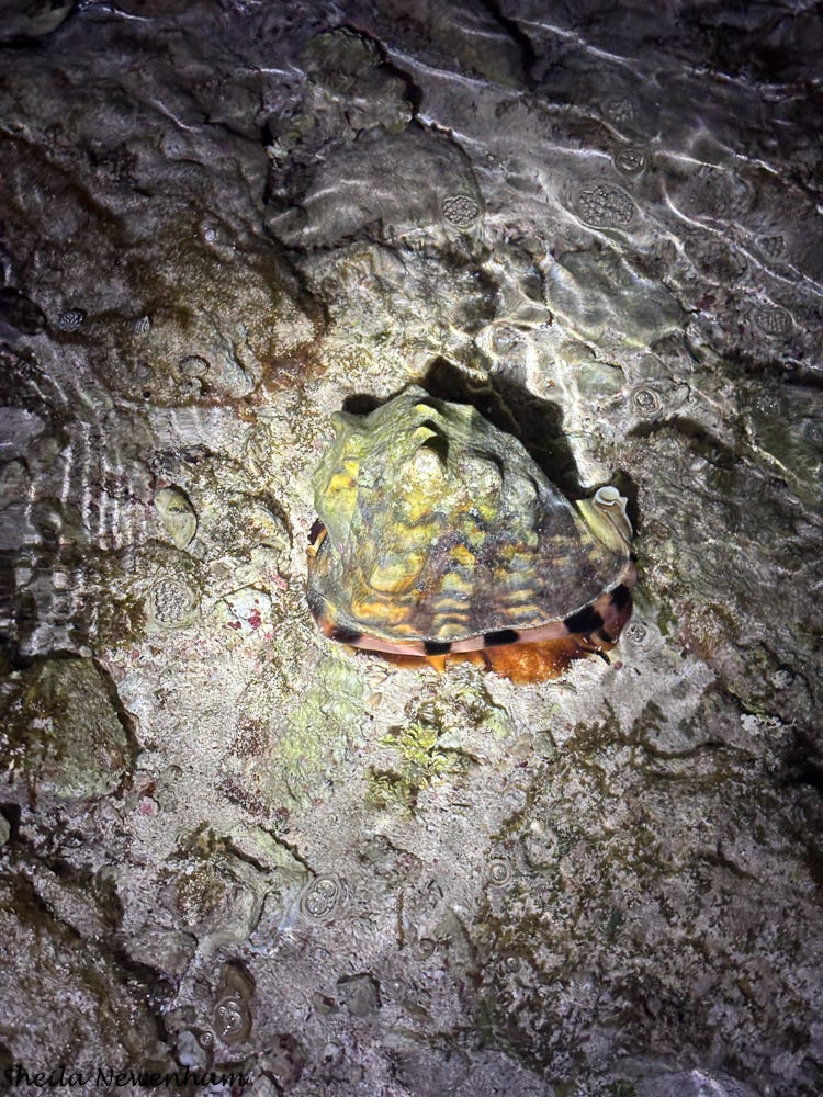 Helmet Conch Helmet Conch