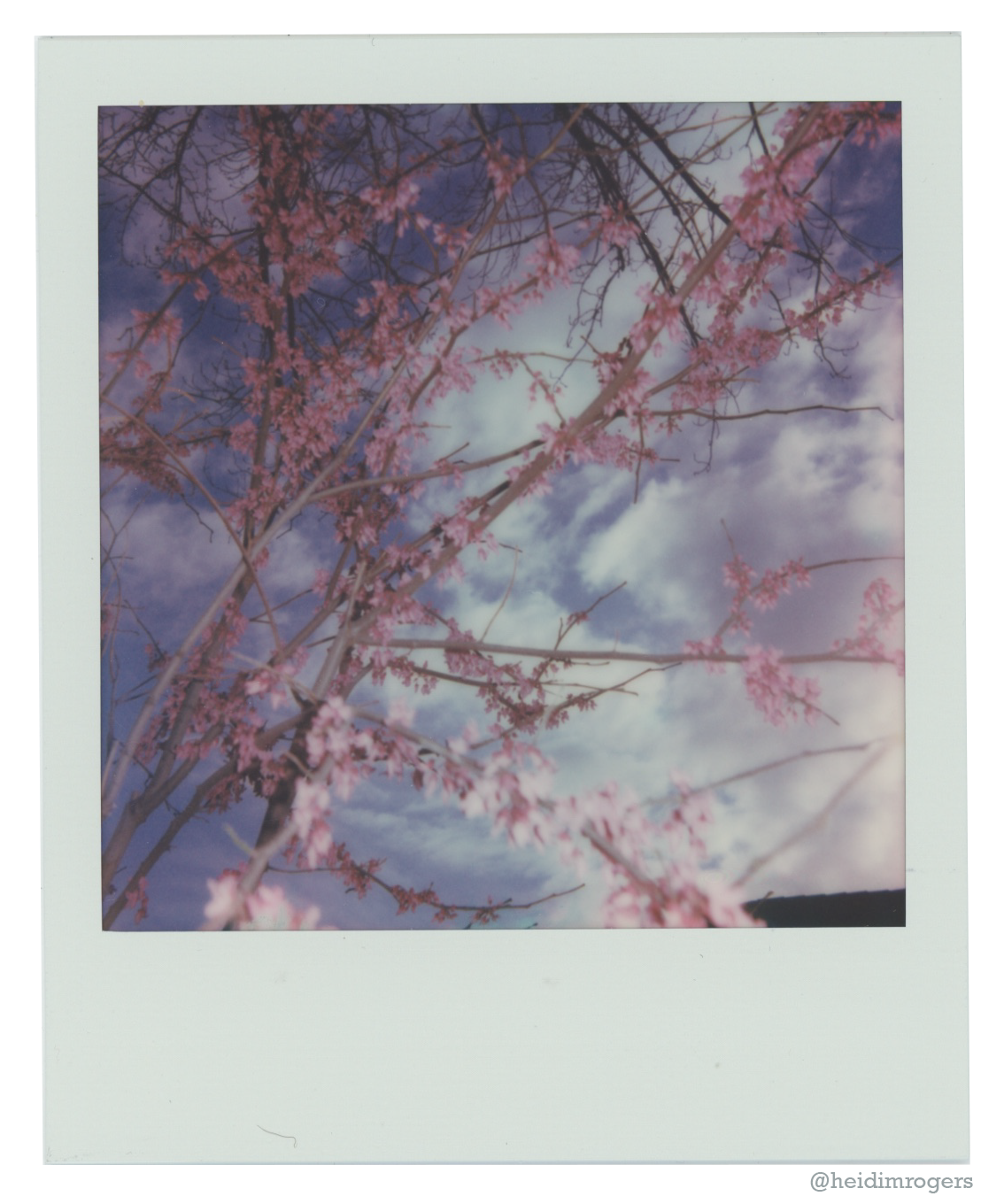 Color Polaroid image of pink blossoms on a tree, with a blue and white sky in the background.
