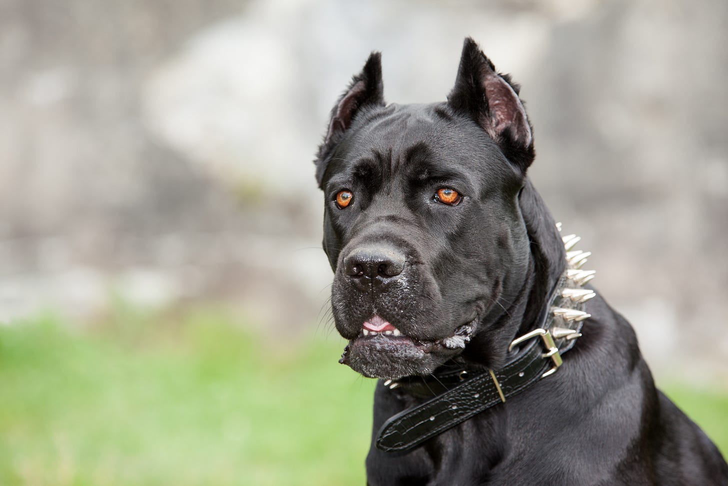 Cane Corso Cane Corso