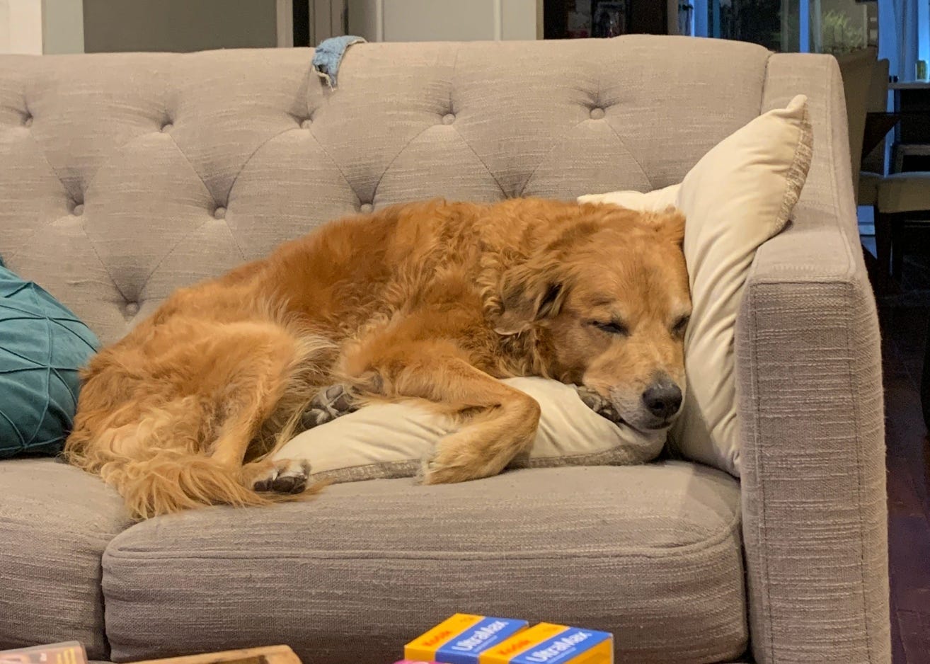 A sleeping dog