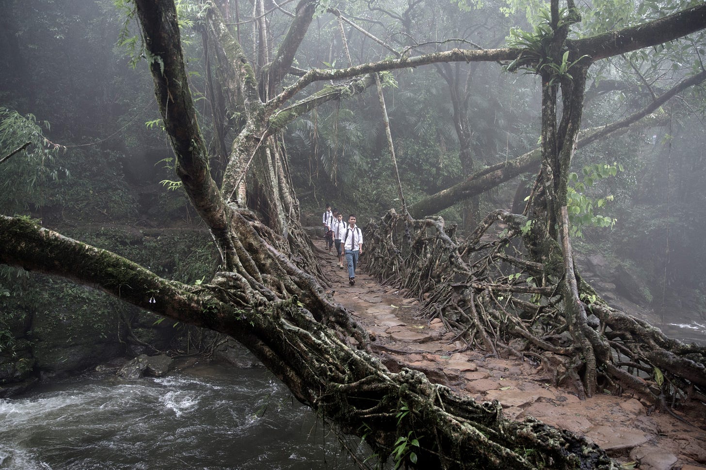Pictures of Living Root Bridges in Meghalaya, India