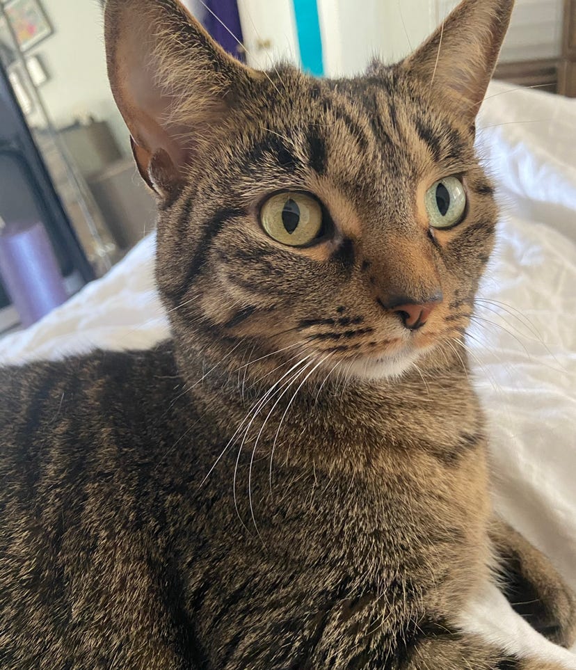 A photo of Nisha's cat Vera up close. You see her head and some of her body. She has brown and black short fur. Her eyes are wide open and her ears are perked up.