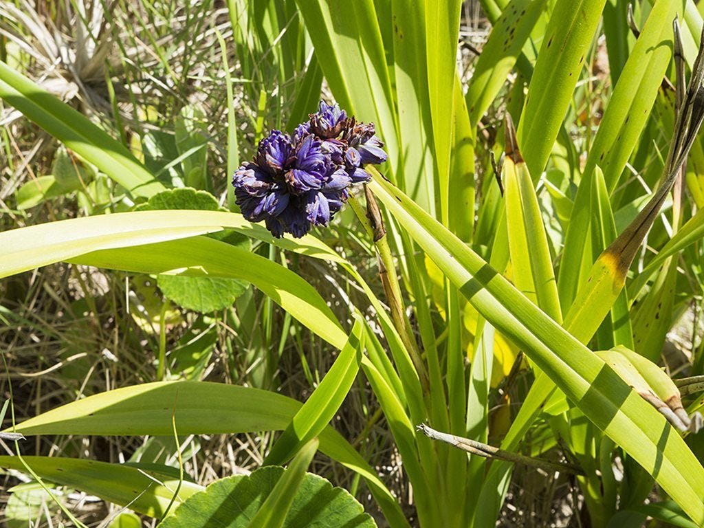 Dianella congesta [plant - ATLAS - Sypser, 2015].jpeg
