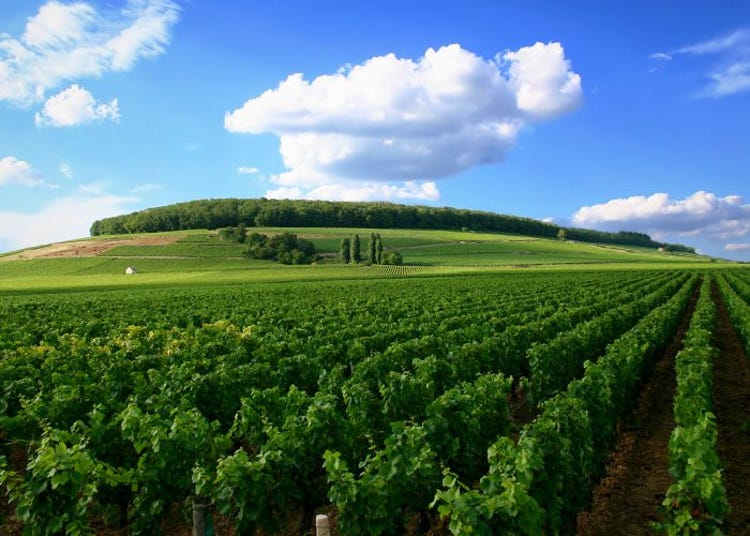 Situated at a relatively high altitude in Southern Burgundy, Les Belle Roches' Chardonnay vineyards bask in the glow of the summer sun.