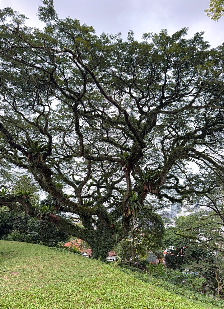 rooster, cement carvings, trees, walking paths through a park