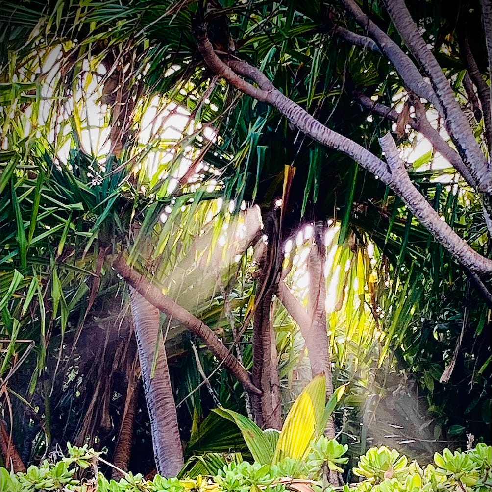 Artwork for Quiet Light