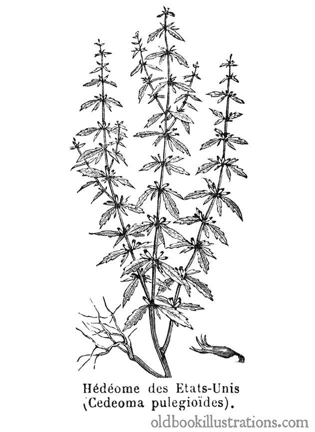 an illustration of American pennyroyal an illustration of American pennyroyal