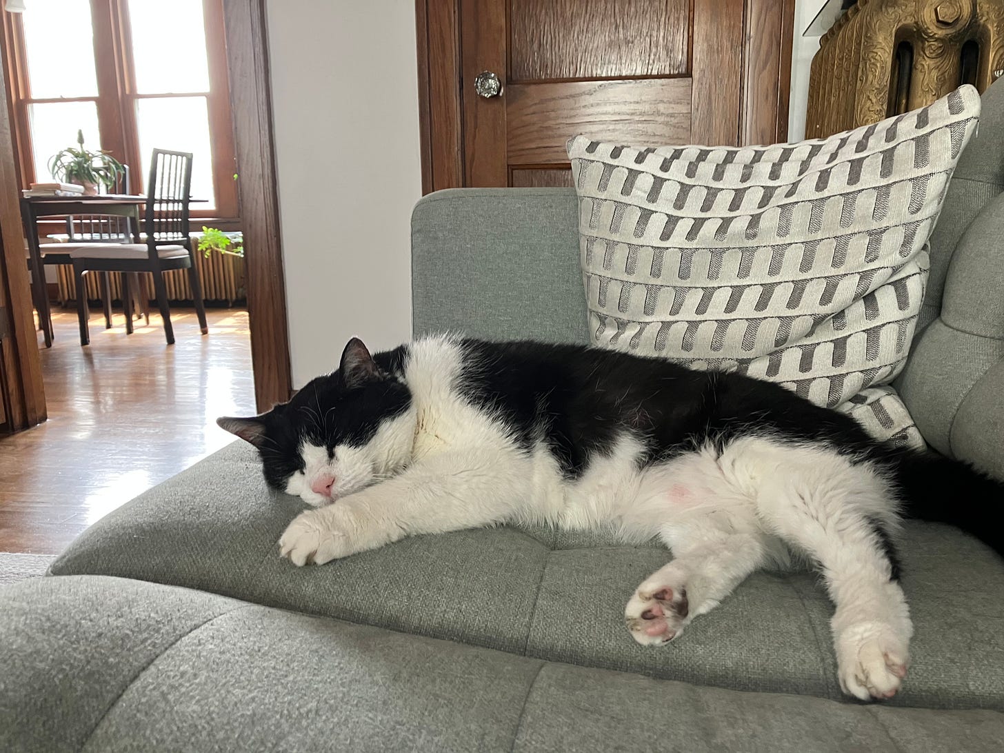 ALT Text: An old black and white cat sprawled on a light green couch, with a white and gray pillow behind him. He has a pink nose and pink and brown toe beans visible on one foot. ALT Text: An old black and white cat sprawled on a light green couch, with a white and gray pillow behind him. He has a pink nose and pink and brown toe beans visible on one foot.