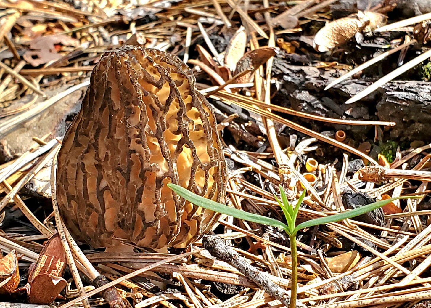 Morel mushroom