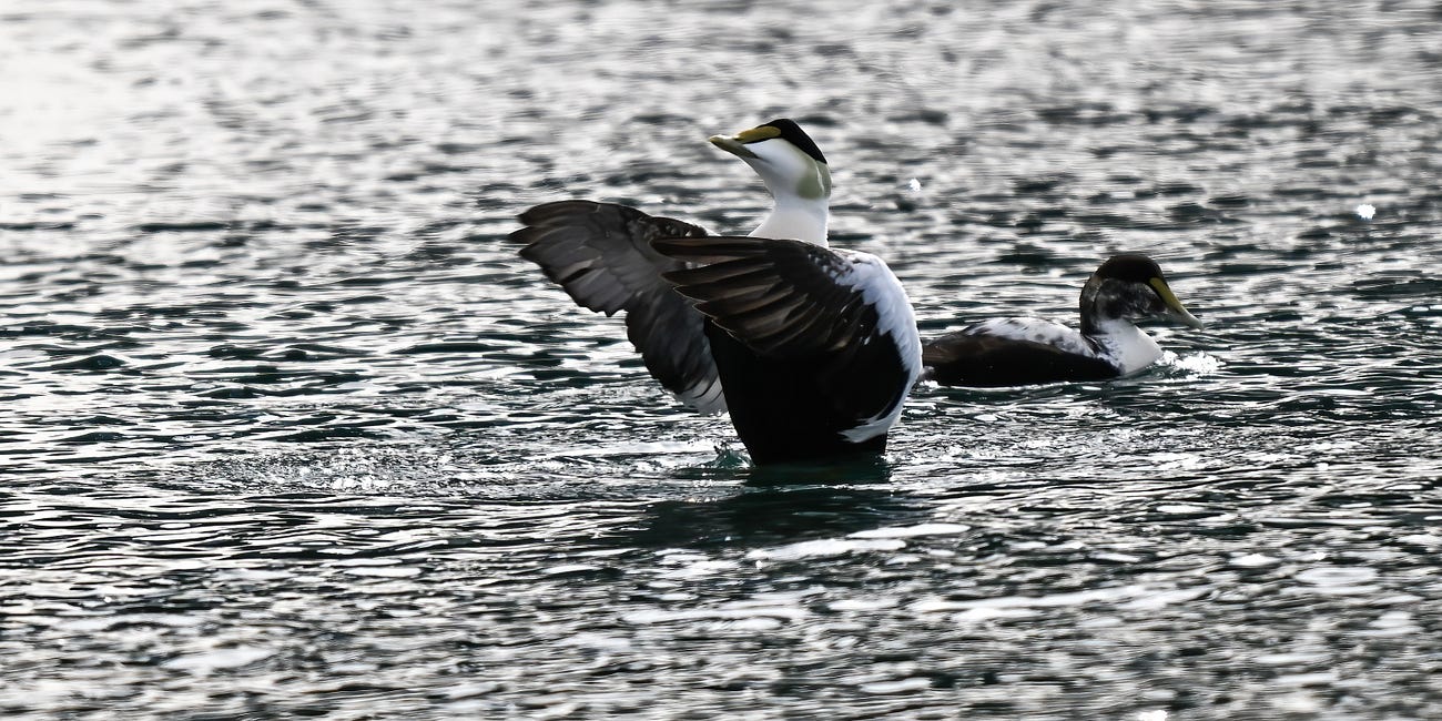 A Duck To Respect