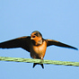 Bird Mountain