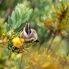 We experience high altitude birding, watch some fabulous ducks, and encounter a rare Antpitta