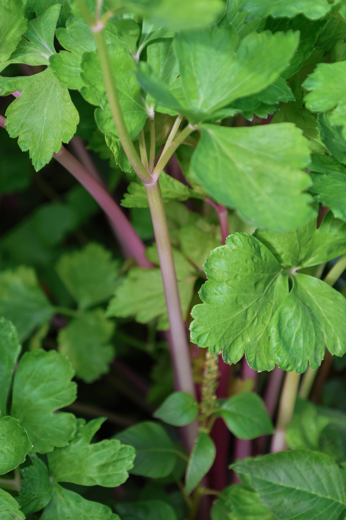 celery plants celery plants