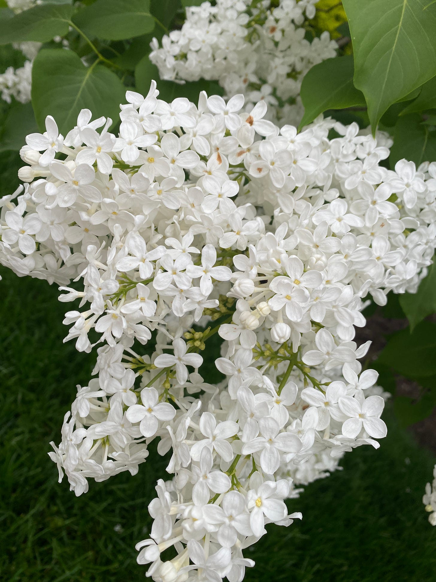 small white flowers small white flowers