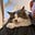 CatsRtheBest's avatar