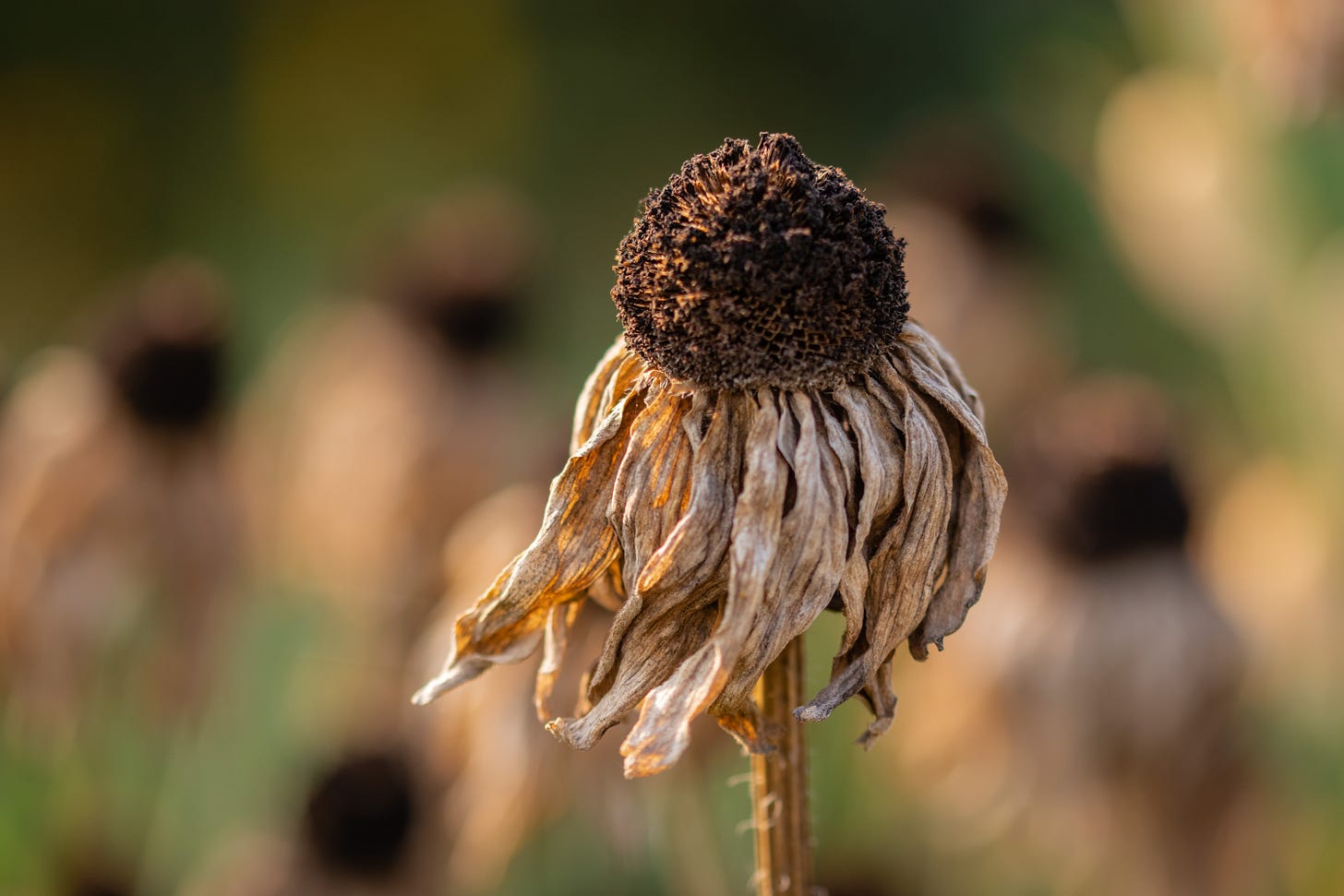 a dead flower in focus