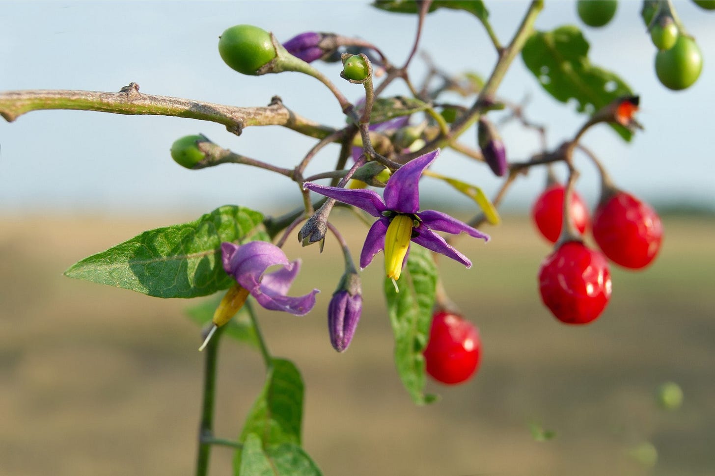 BLACK NIGHTSHADE AND GARDEN HUCKLEBERRIES (and some of the in-betweens)