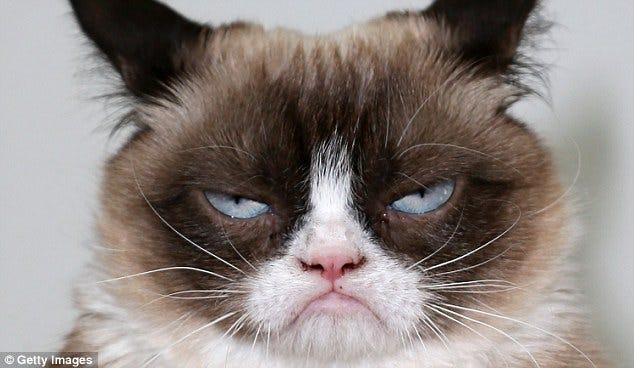 Grumpy Cat Grumpy Cat