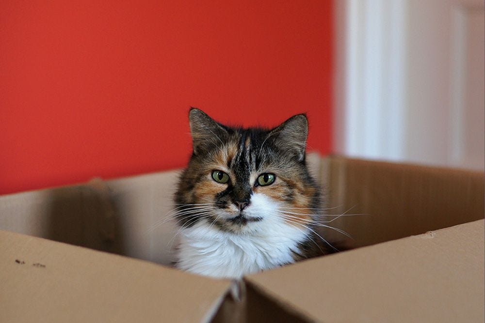Why Do Cats Love Boxes So Much? | WIRED