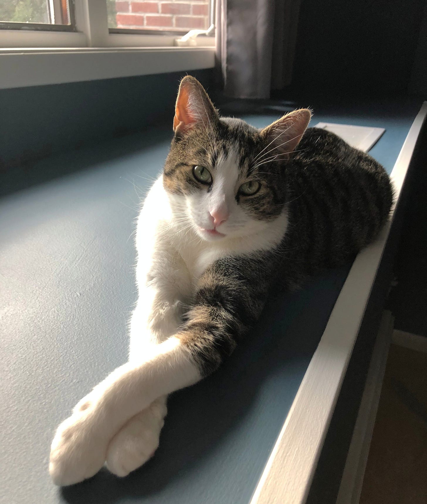 Fritz is a short hair tabby cat with grey, black, and tan striped fur head back and tail, and a large white patch of fur over their legs, belly, chest, neck and face. Fritz has a pink nose and mouth and large green eyes. Fritz is basking in the sunlight, legs crossed straight in front.