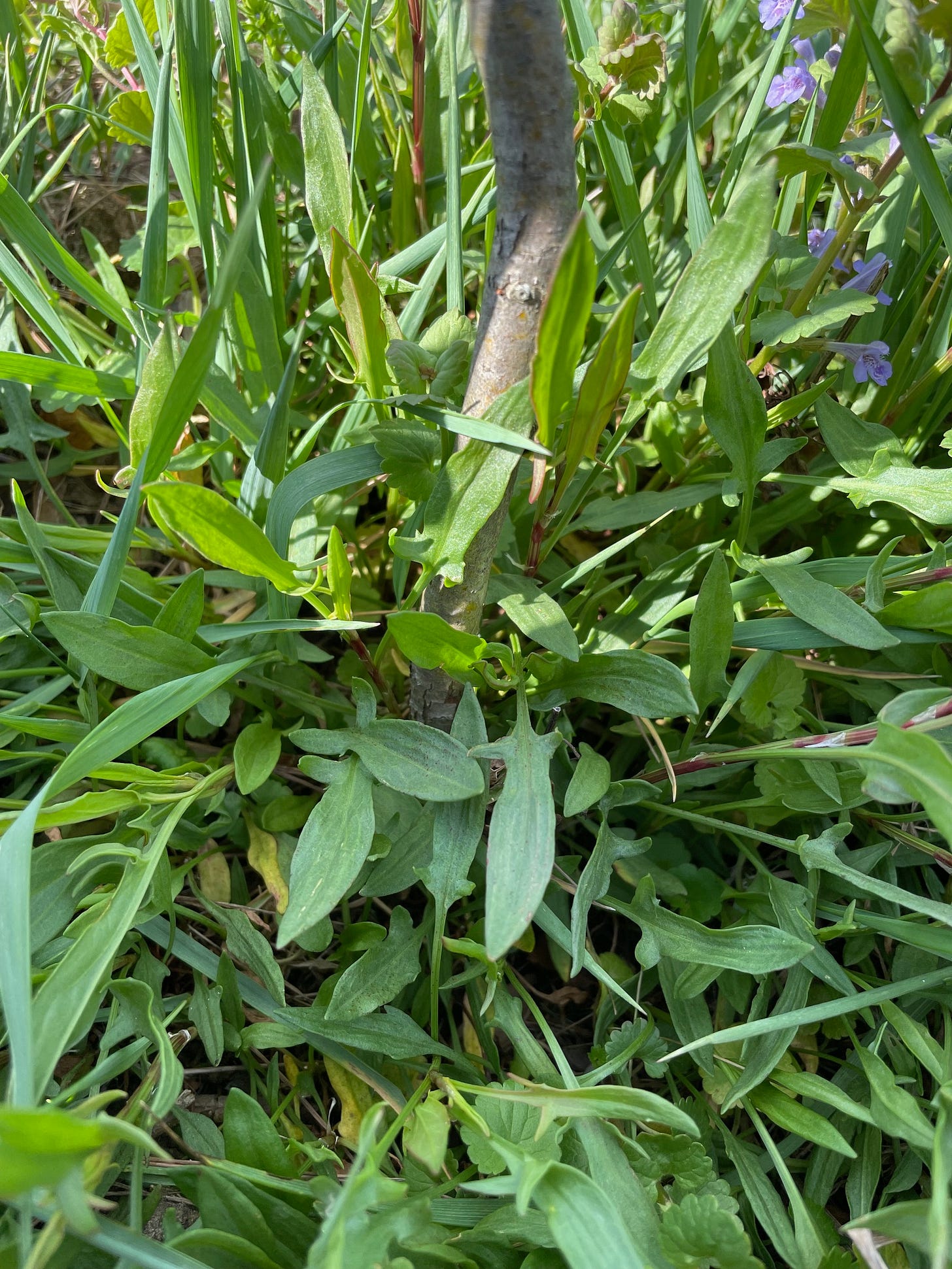 Sheep sorrel lives with the ground ivy, the grass, and a tiny hawthorn tree.