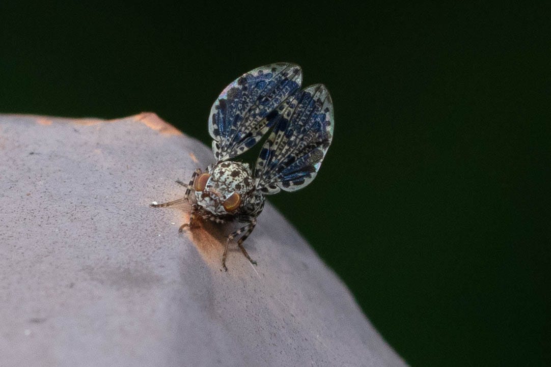 A peacock fly faces the camera. The fly has a gray body and gray wings, mottled with black and blue shapes. The wings are held upright above the fly's body, like a peacock display.