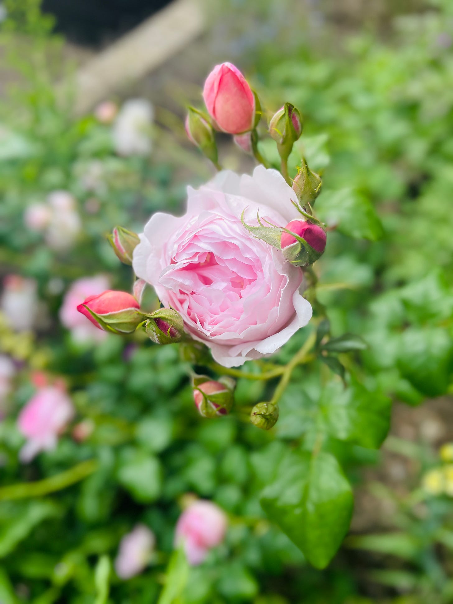 shrub rose