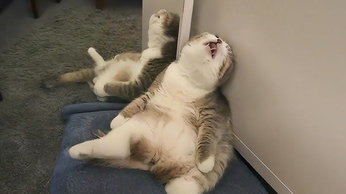 Cats being the ruler of chaos 😁 Funny Silliest CAT Videos 2025