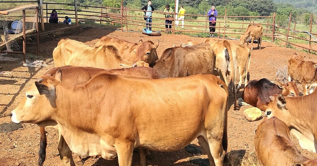 Where is the Chinese yellow cattle from? | Research Communities by Springer  Nature