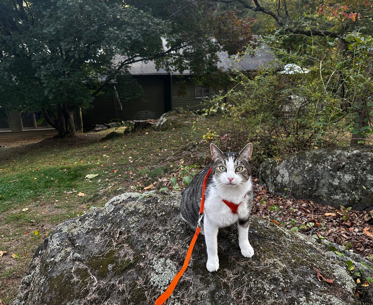 Fritz is harnessed to a leash and standing on a mossy rock in a woodsy outdoors area, a house and trees and grassy lawn in the background.