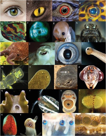 The Evolution of Eyes (Chapter 1) - Vision