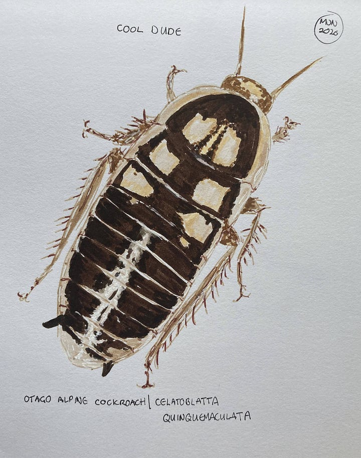 Two attempts at the Otago alpine cockroach, one in felt pen, the other a black line drawing