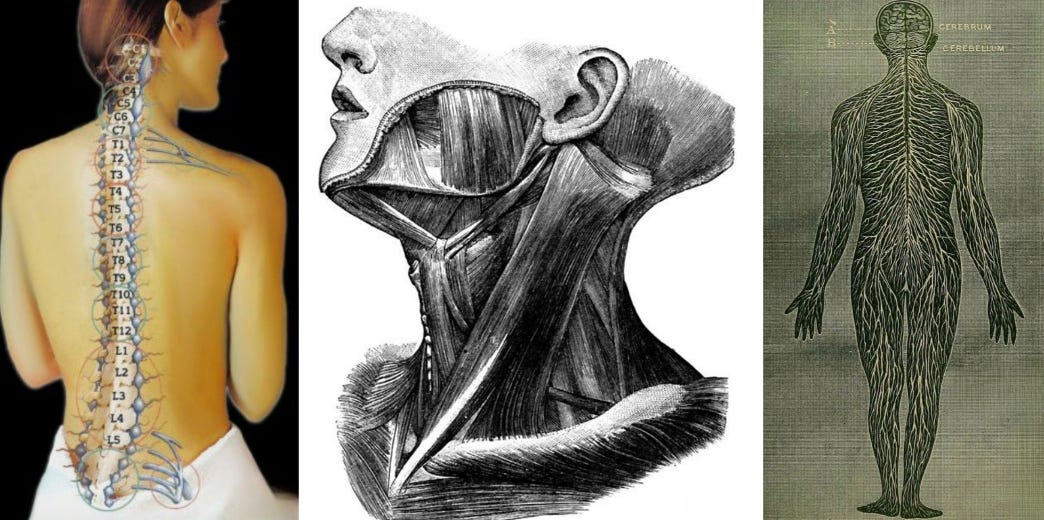 Neck Guide: release tension, remodel fascia, lift the face, slow aging ...