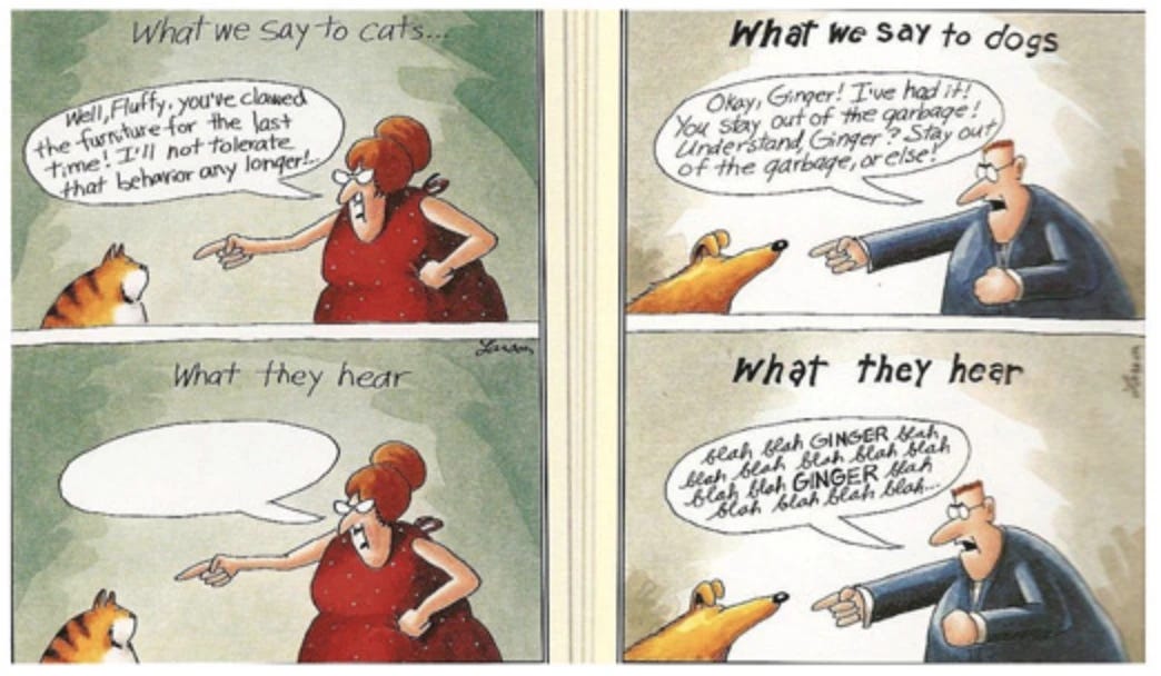 The 'classic' Ginger cartoon by Gary Larson, where the owner is saying complex things to the dog, and all the dog is hearing is 'Ginger'. On the left is a similar panel, but here the owner is saying complex things to her cat 'Fluffy'. The cat isn't hearing a darn thing!