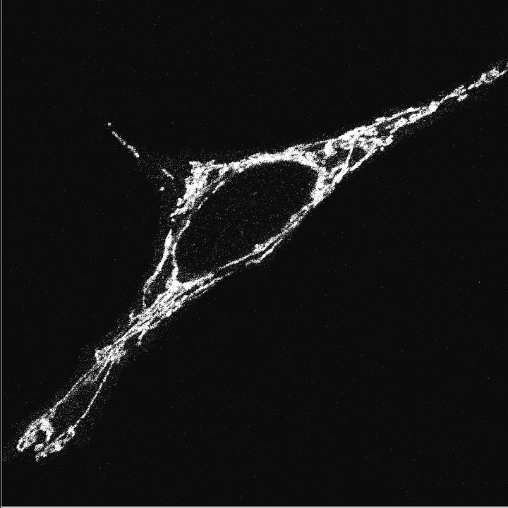 Mitochondrien unter dem Fluoreszenzmikroskop