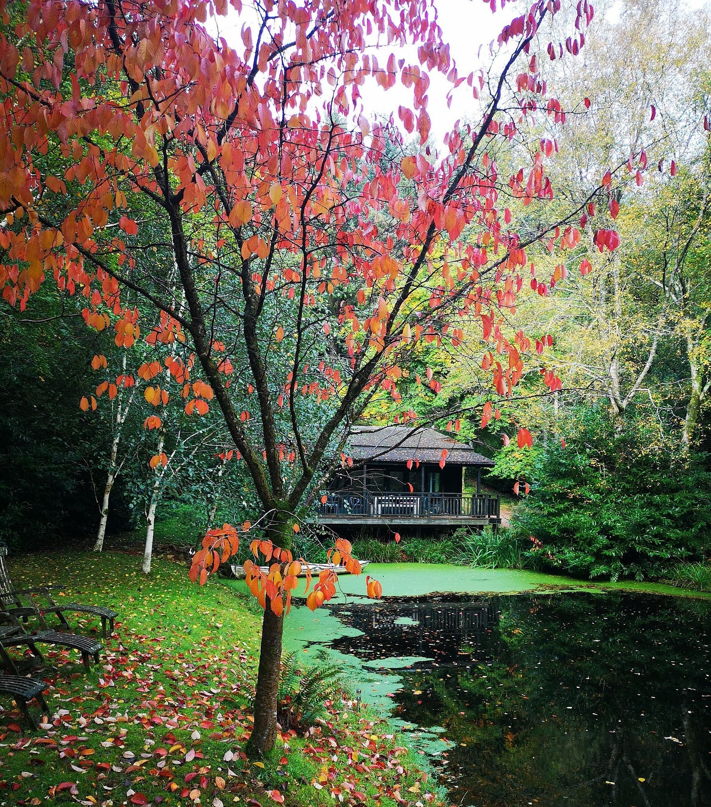 Autumn Tones Around the Lake in Exeter's Capability Brown Gardens