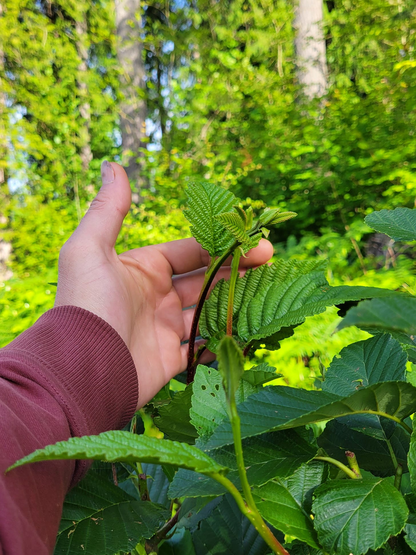 ID: Young red alder shoots