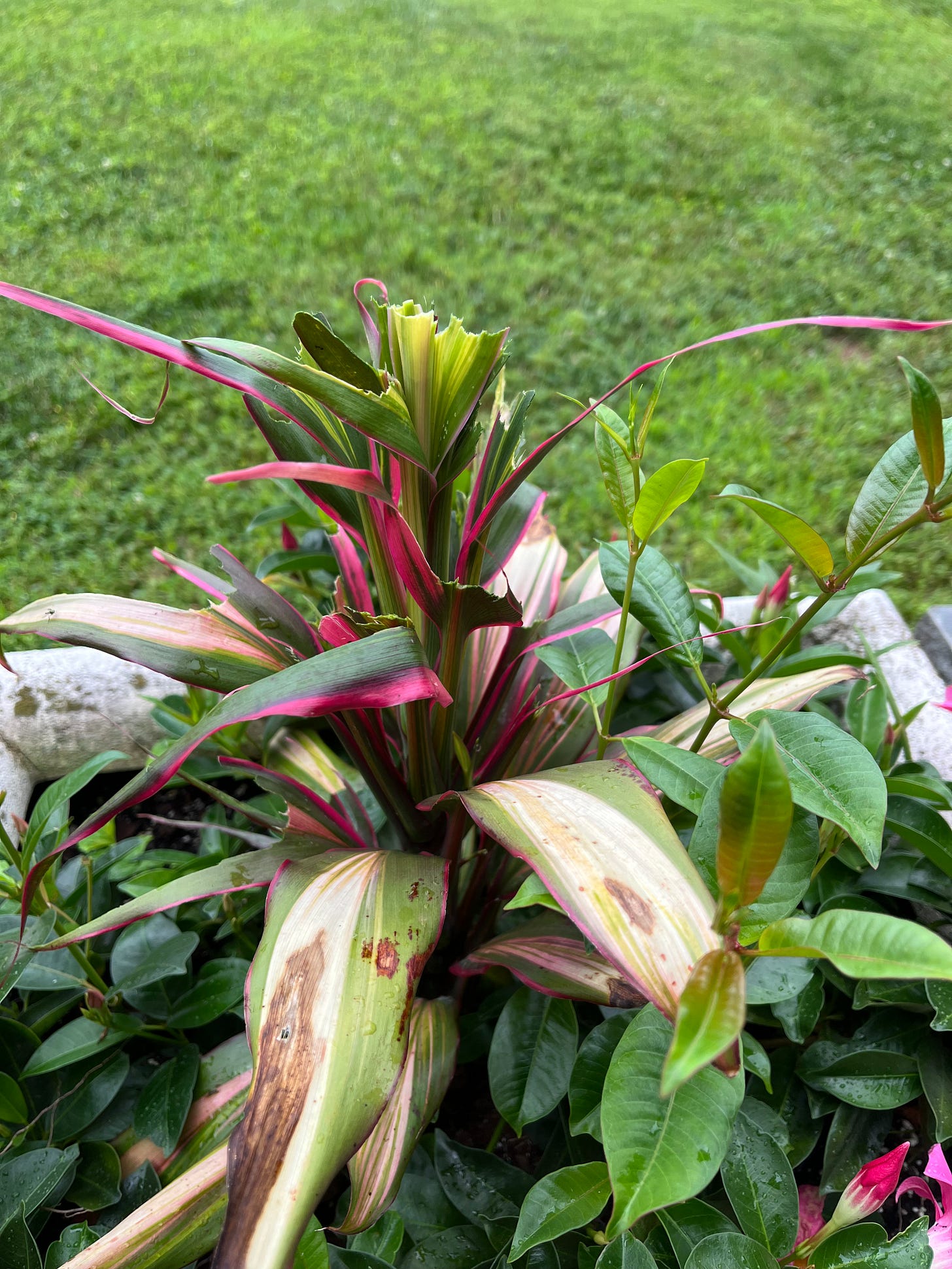 Photo of a cordyline plant in a planter that's been chewed up by deer.