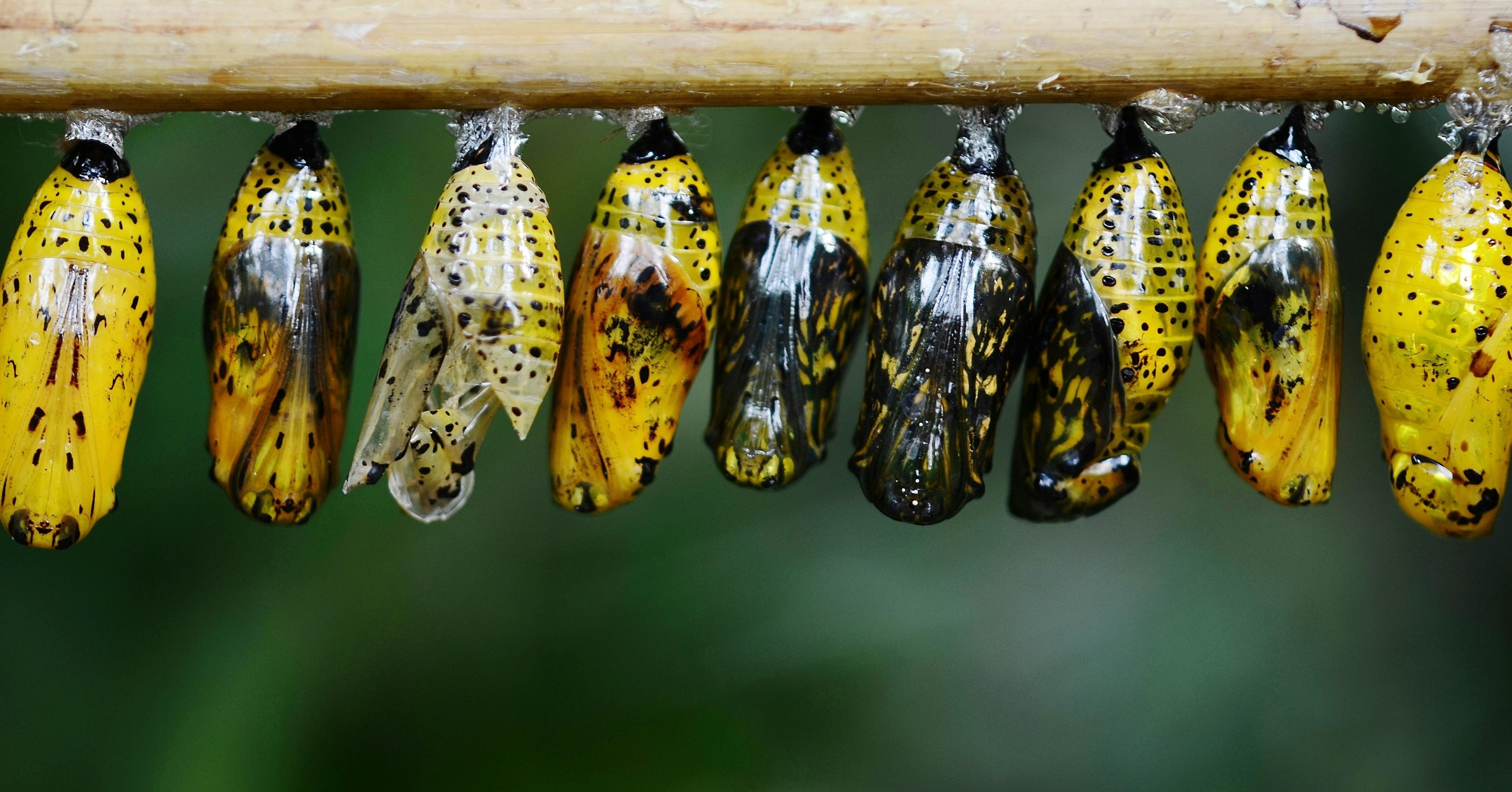 Methamorphasis The Art of Becoming: Change, the Self in Flux & Metamorphosis