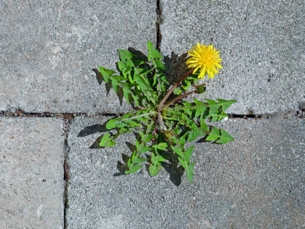 Meet the Weeds — Dandelion - BC Forestry Outreach Center