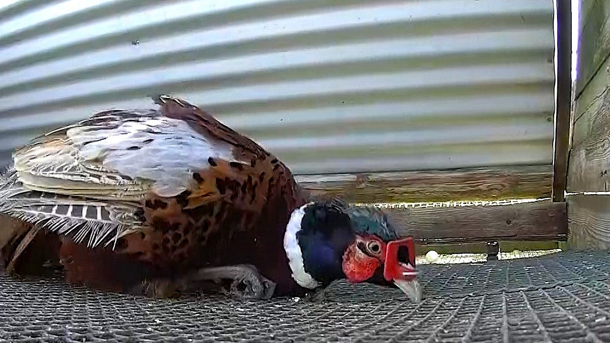 Undercover footage aired by ITV exposes cruelty at the heart of the bird shooting industry