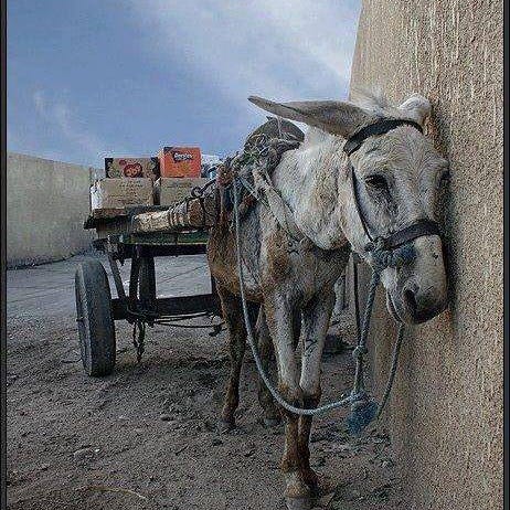 Psychology, philosophy, clinical issues, and reality.