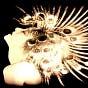 Fernwehtun's avatar