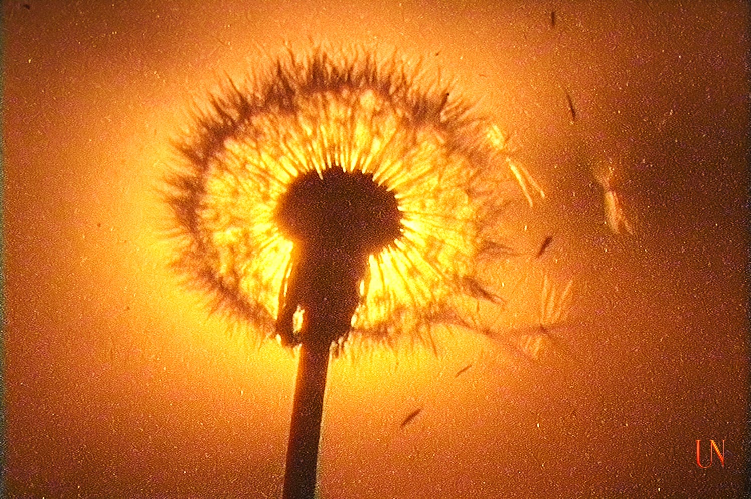 A backlit dandelion head glowing like a burning sun, its seeds scattering into the air, captured in fiery orange light against a dark background—an image of fragility, ruin, and endurance.