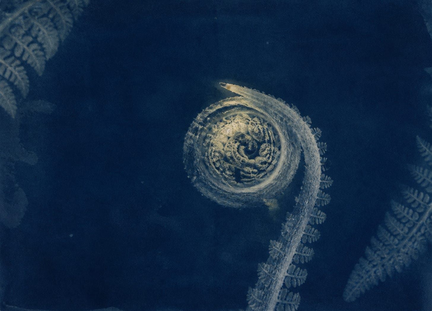 A recursive cyanotype fern coil, poised ambiguously between closing and opening.