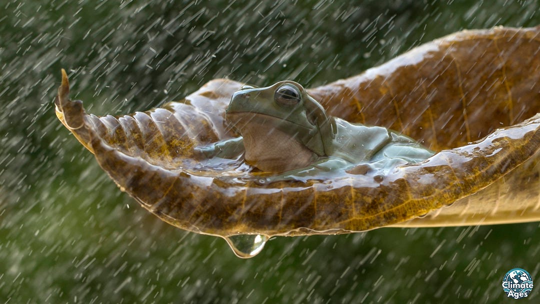 A green tree frog sits comfortably in a curled, water-filled brown leaf during a tropical rainstorm. Raindrops fall heavily around it as the frog appears calm and sheltered. The background is a soft blur of green vegetation, and the bottom-right corner includes the Climate Ages logo. A green tree frog sits comfortably in a curled, water-filled brown leaf during a tropical rainstorm. Raindrops fall heavily around it as the frog appears calm and sheltered. The background is a soft blur of green vegetation, and the bottom-right corner includes the Climate Ages logo.
