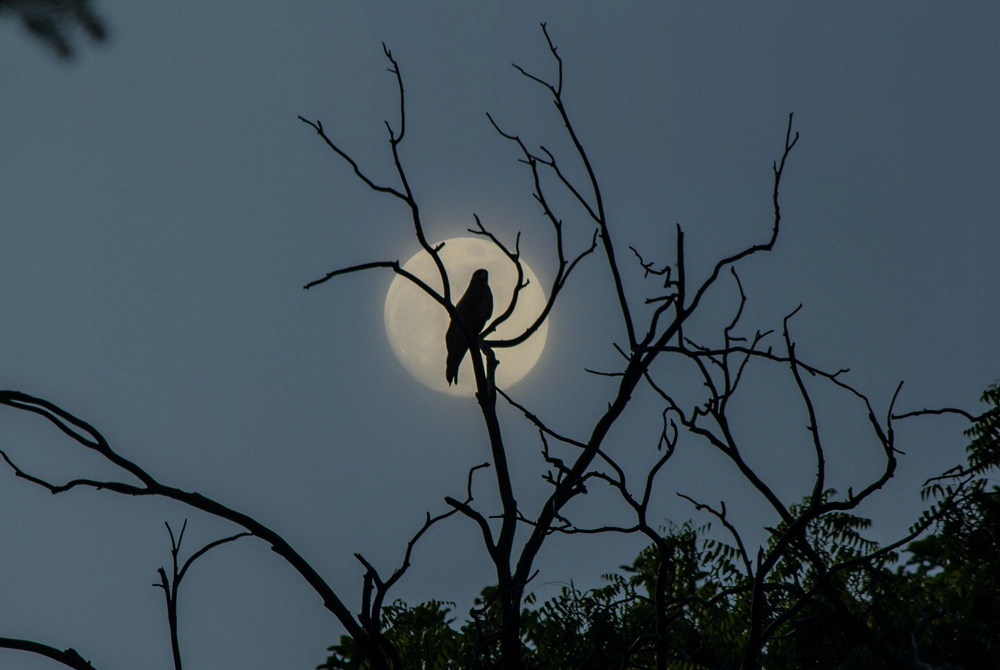 Silhouette of bird on tree branch against full moon
