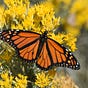 Monarchbuttery 🦋🧈's avatar