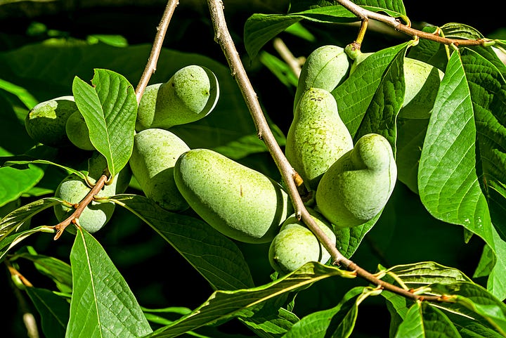 Pawpaw trees
