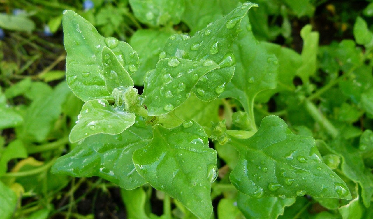 The vegetable Australia gave the world - Australian Geographic